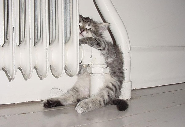26 кошек, которые просто обожают тепло