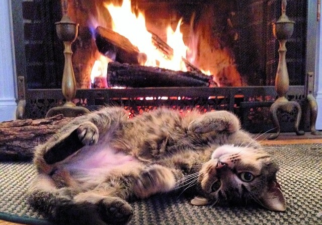 26 кошек, которые просто обожают тепло