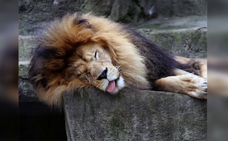 50 уморительных фото животных, на которых невозможно смотреть серьёзно