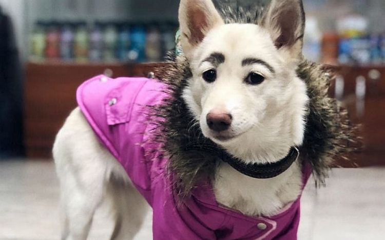 The Most Hilarious Dog Photos