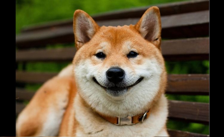 50 самых уморительных снимков собак