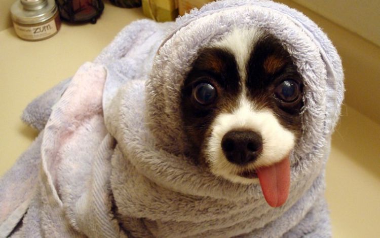 50 самых уморительных снимков собак