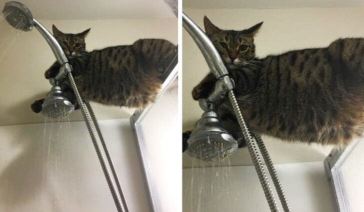 30 Most Shameless Cats Ever