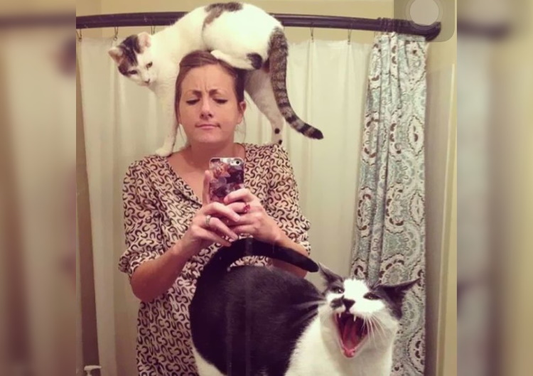 30 Most Shameless Cats Ever