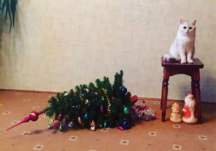 30 Most Shameless Cats Ever