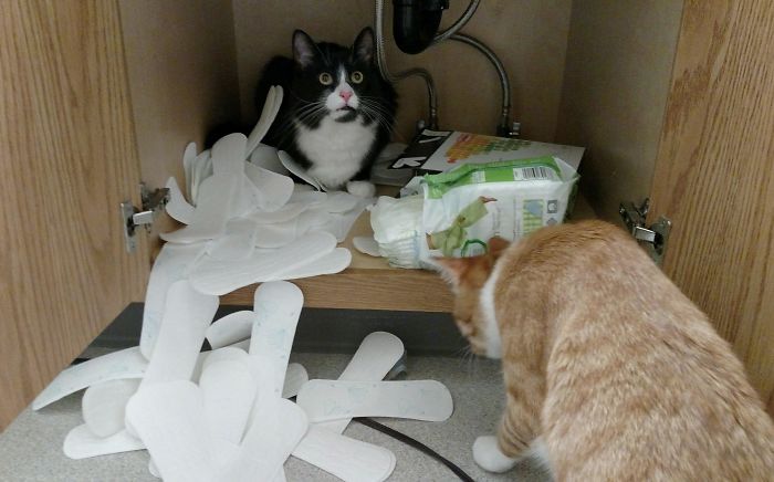 30 Most Shameless Cats Ever