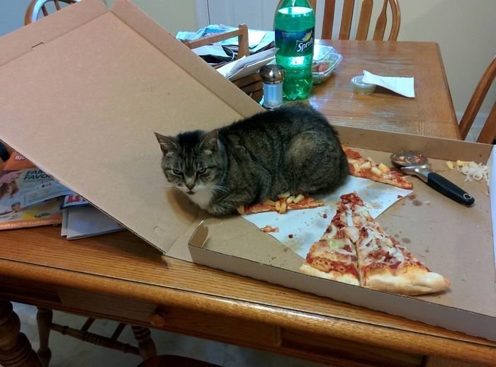 30 Most Shameless Cats Ever