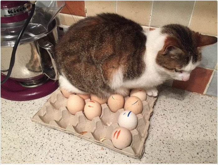 30 Most Shameless Cats Ever
