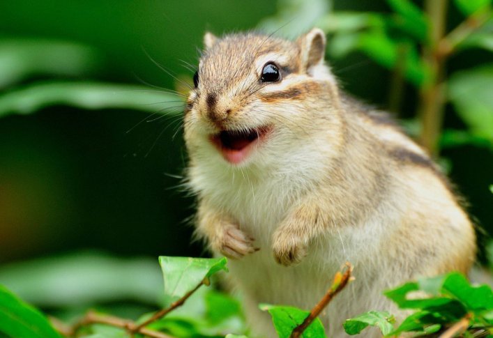 30 Animals That Can Easily Reveal Emotions