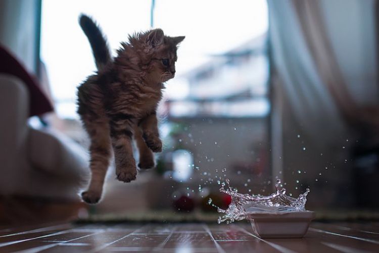 Top Photos of Animals Taken at the Perfect Moment