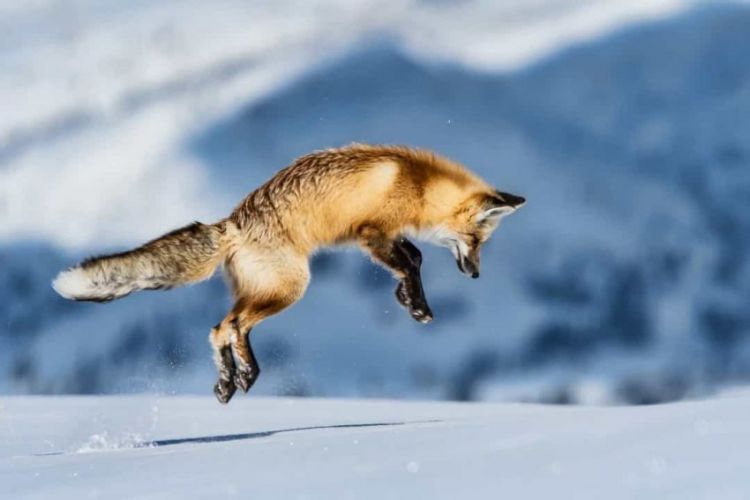 Top Photos of Animals Taken at the Perfect Moment