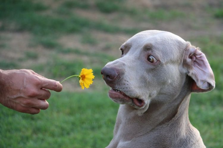 30 Animals That Can Easily Reveal Emotions