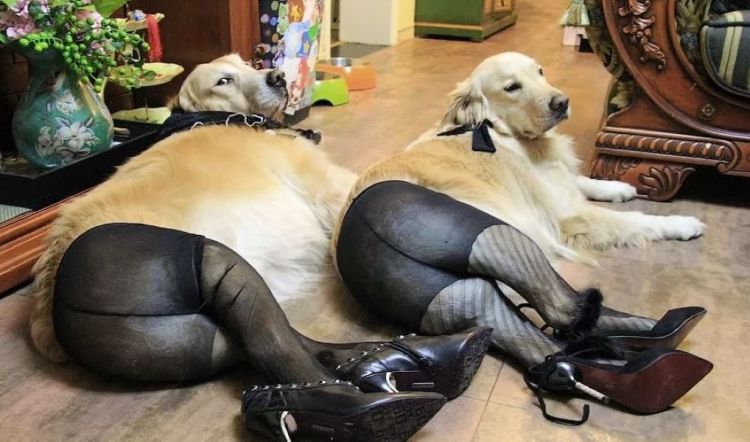 The Most Hilarious Dog Photos
