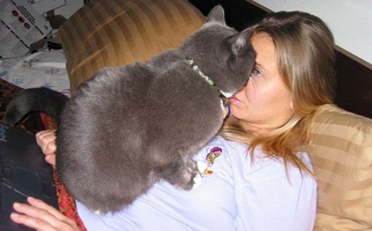 30 Most Shameless Cats Ever