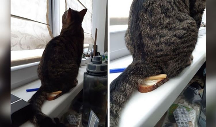 30 Most Shameless Cats Ever