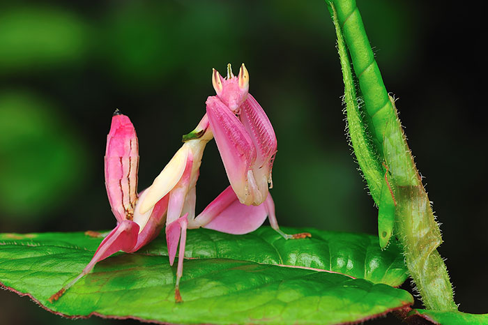 Spectacular Spectrum: Animals with Exceptional Coloration