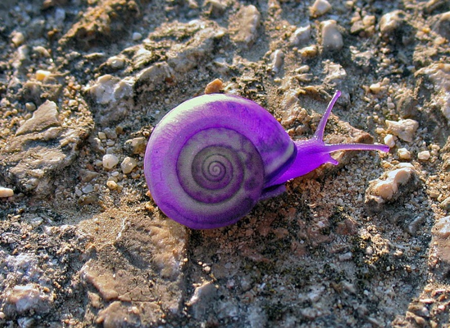 Улитка Priotrohatella stellata