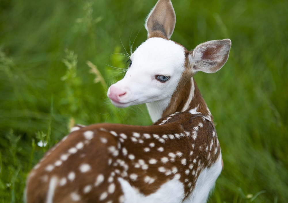 Spectacular Spectrum: Animals with Exceptional Coloration