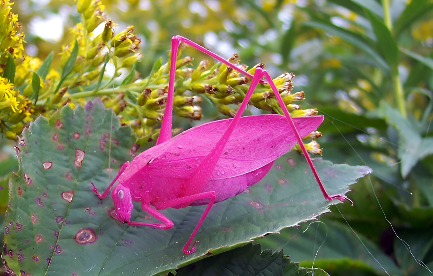 Spectacular Spectrum: Animals with Exceptional Coloration