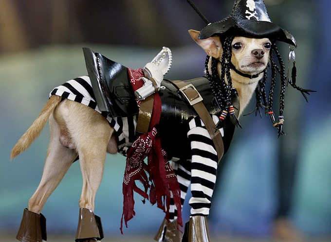Wacky Wardrobe: Dogs Rocking Quirky and Funny Attire