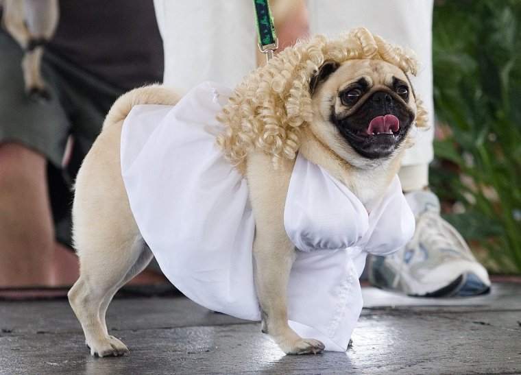 Wacky Wardrobe: Dogs Rocking Quirky and Funny Attire