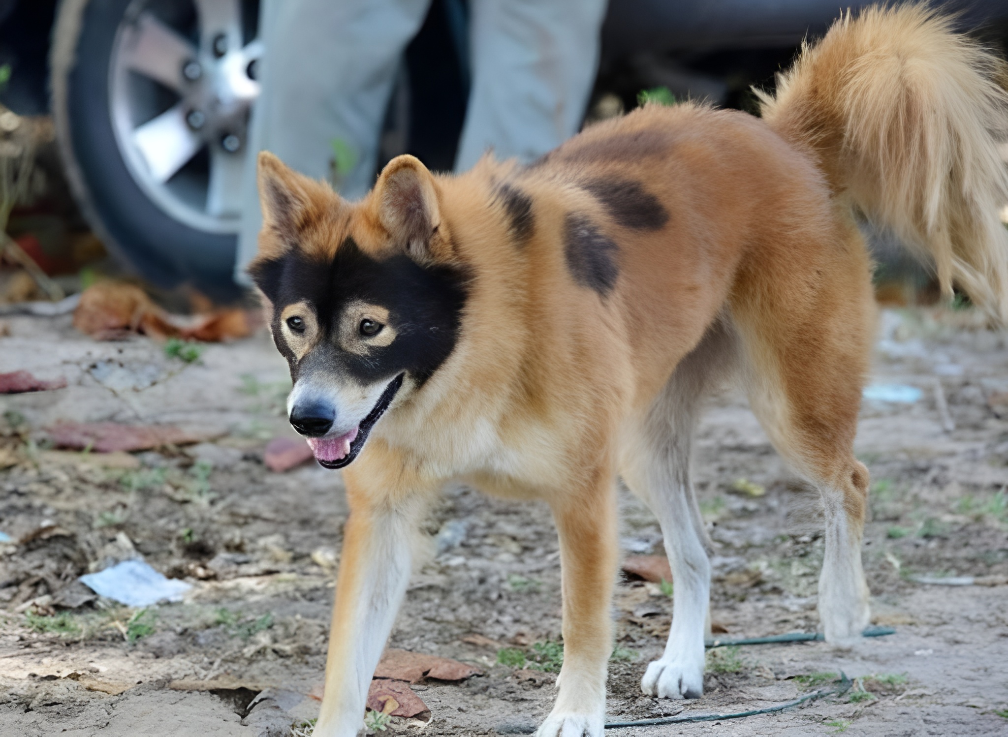 Spectacular Spectrum: Animals with Exceptional Coloration