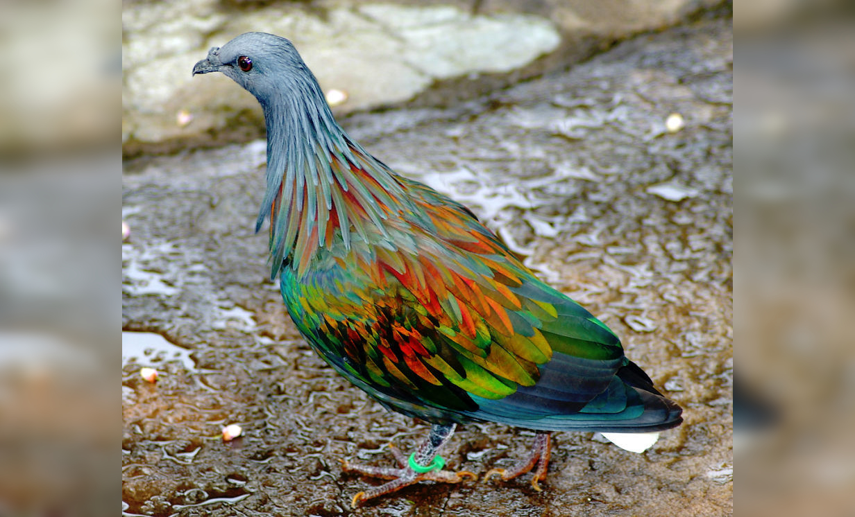 Spectacular Spectrum: Animals with Exceptional Coloration