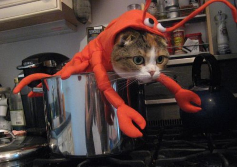 Cats in Costume: Feline Fashion Follies That Will Make You Smile