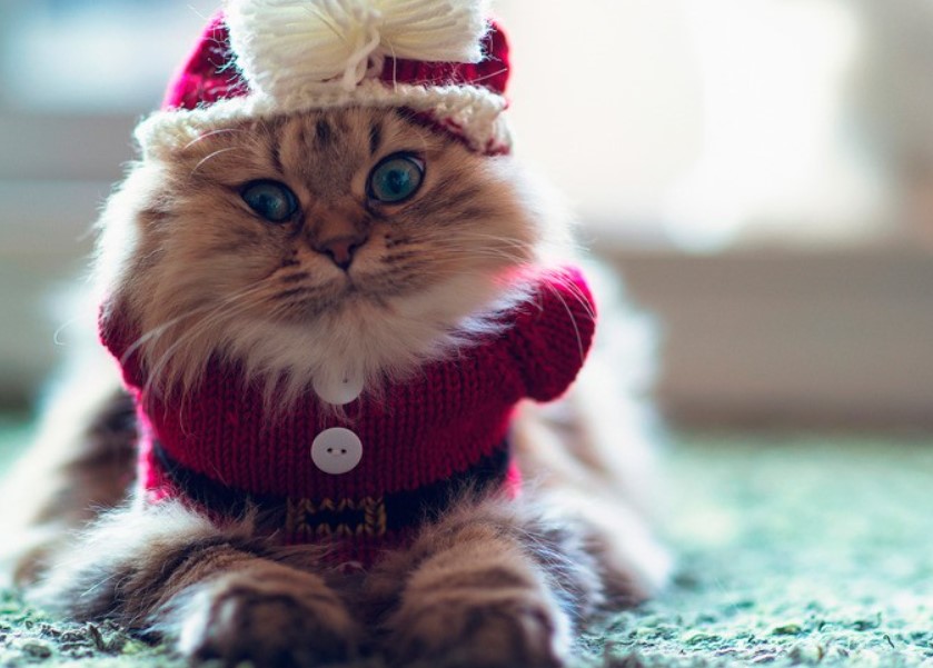 Cats in Costume: Feline Fashion Follies That Will Make You Smile