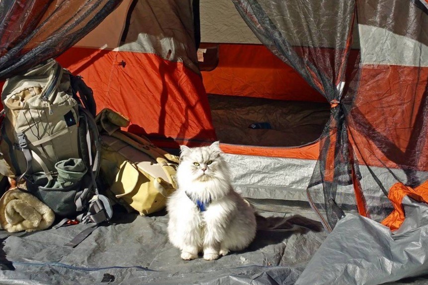 Outdoor Oops: Laughing at the Unexpected Camping Moments