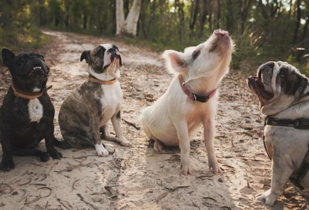 The Animal Mafia: Hilarious Captures of Beastly Gangs