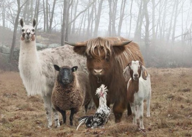 The Animal Mafia: Hilarious Captures of Beastly Gangs