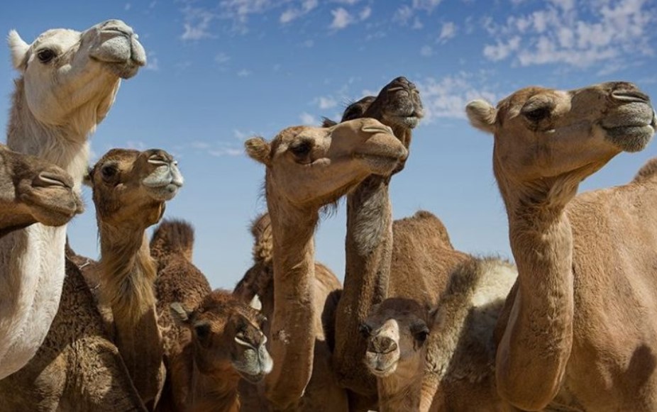 The Animal Mafia: Hilarious Captures of Beastly Gangs