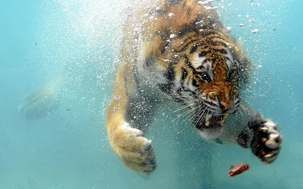Captivating Wildlife Photos Captured at the Perfect Moment